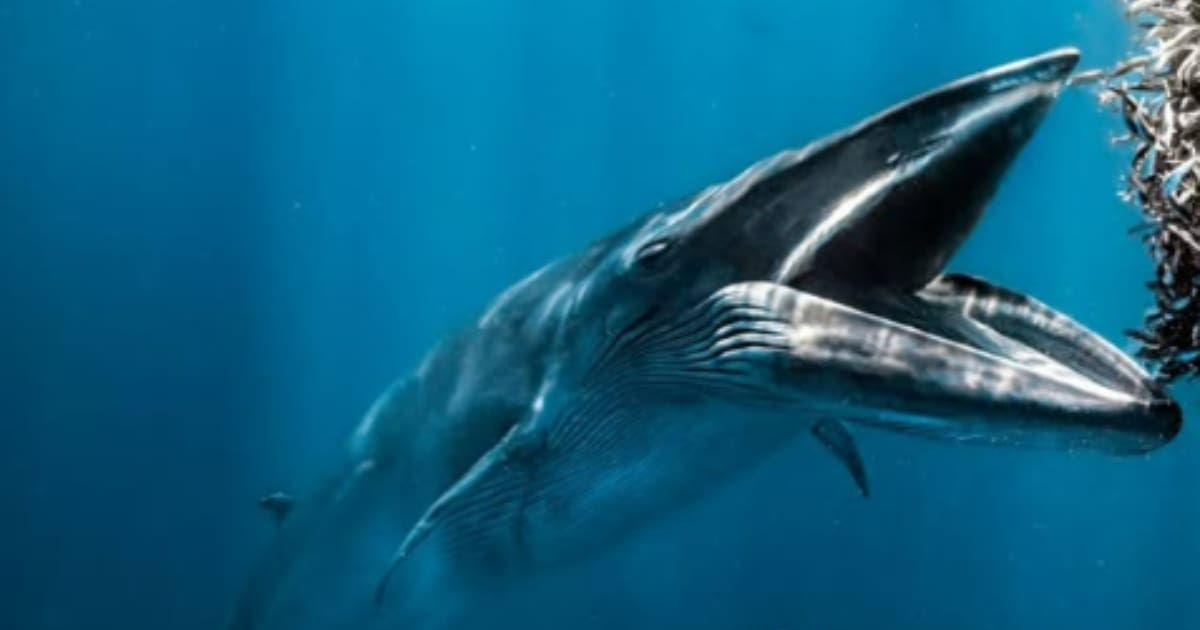 Winning photograph of the Ocean Photographer of the Year 2024 competition by Rafael Fernandez Caballero. (Cover Image Source: Instagram | @rafafdezjr)