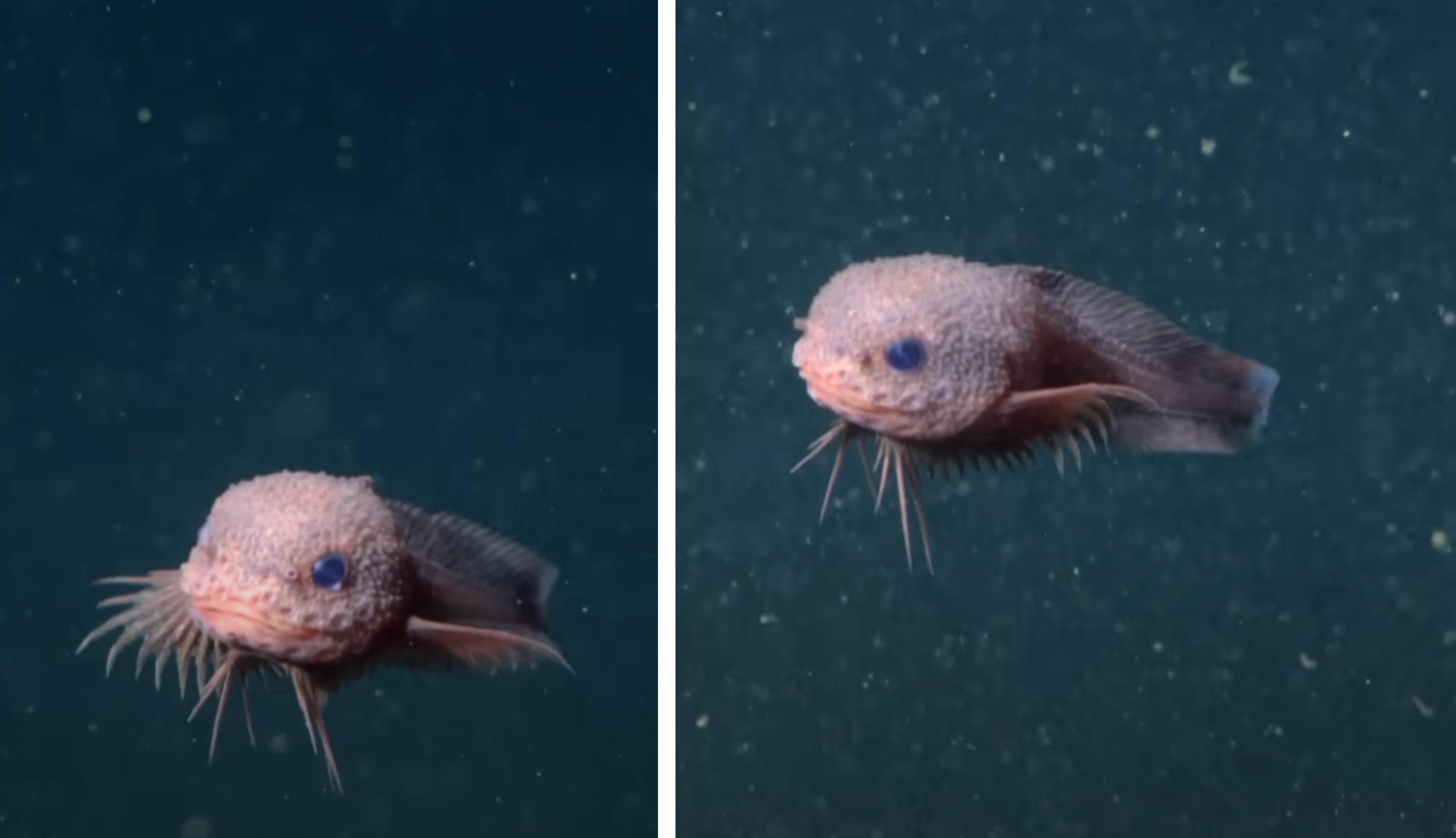 Two pictures of a new species of snailfish.