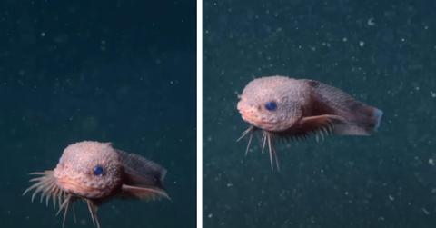 Two pictures of a new species of snailfish.