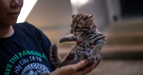 Why Animal Conservation is Important