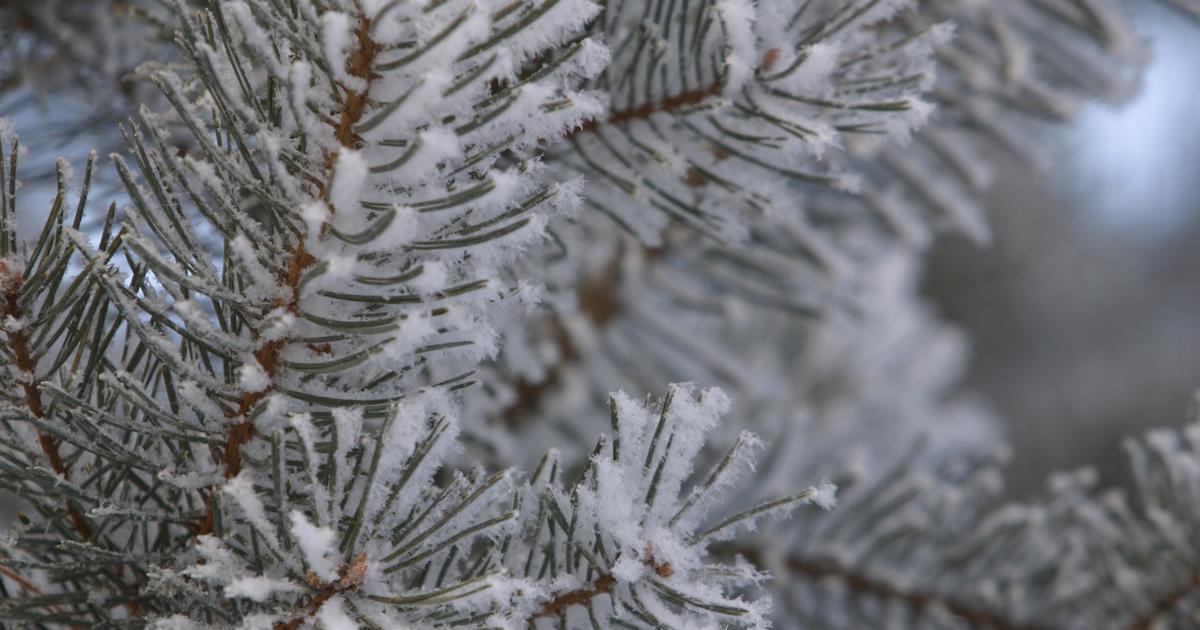 what to do with pine needles