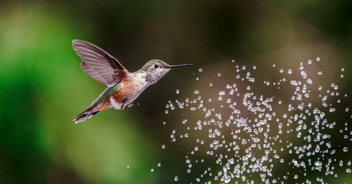 Hummingbird drinking water in flight. (Representative Cover Image Source: Getty Images | Medusa's Brother)