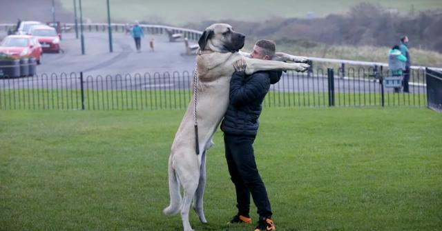 The U.K.'s Biggest Dog Is a 7-Foot Turkish Malakli Named Abu