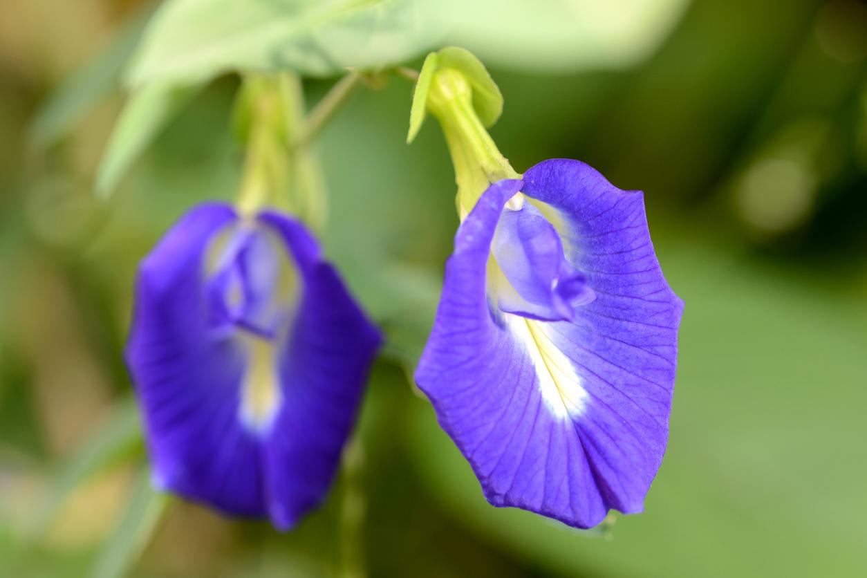 Two purple butterfly pea flowers are pictured hanging from the plant.