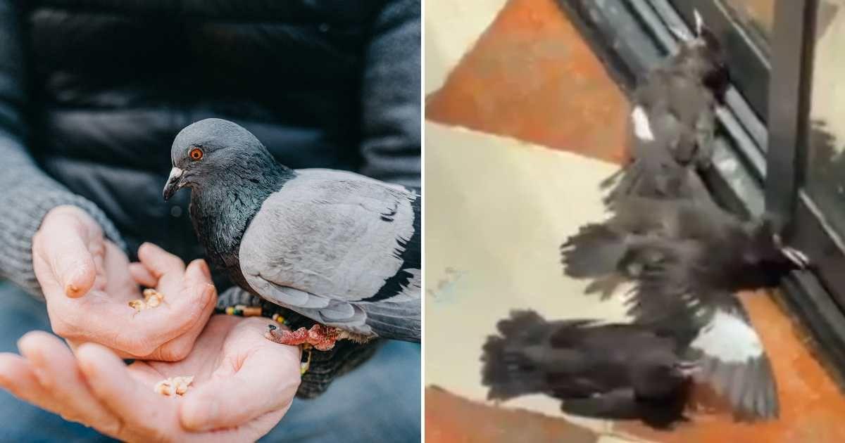 (L) A man feeding a pigeon. (Representative Cover Image Source: Getty Images | Stefani Pelfini) | (R) Birds lying on the floor pretending to be injured. (Cover Image Source: Reddit | u/TheOddityCollector)