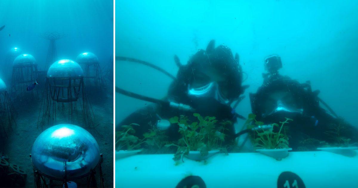 Scientists are creating an underwater vegetable garden in the Mediterranean Sea. (Cover Image Source: Instagram | @nemos_garden_official)