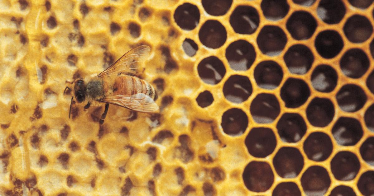 Bee on honeycomb