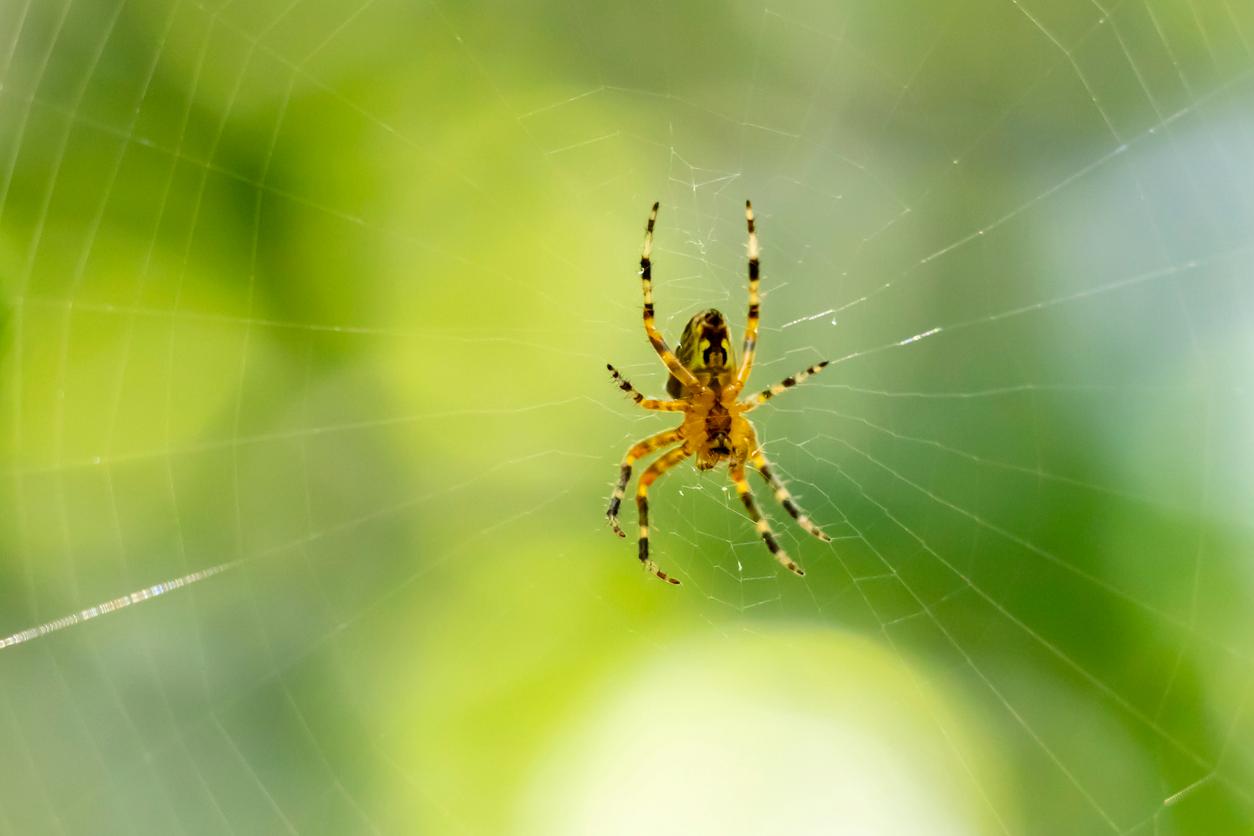 A medium-sized spider appears in the center of a web.