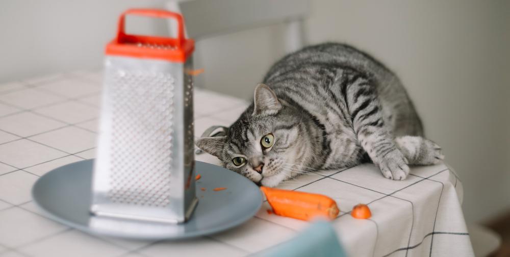 A grey cat laying on a table next to a grater and a carrot. 