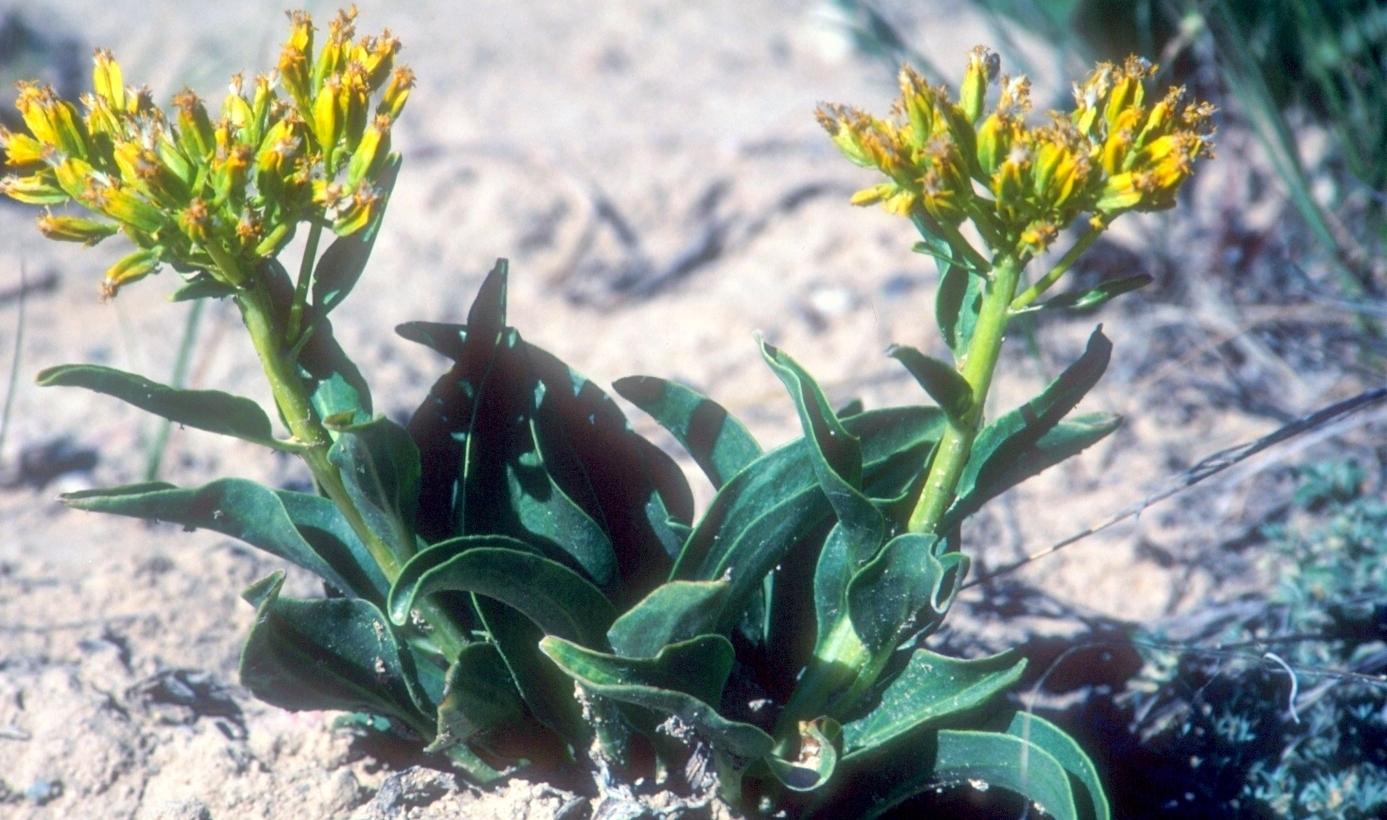 Desert Yellowhead