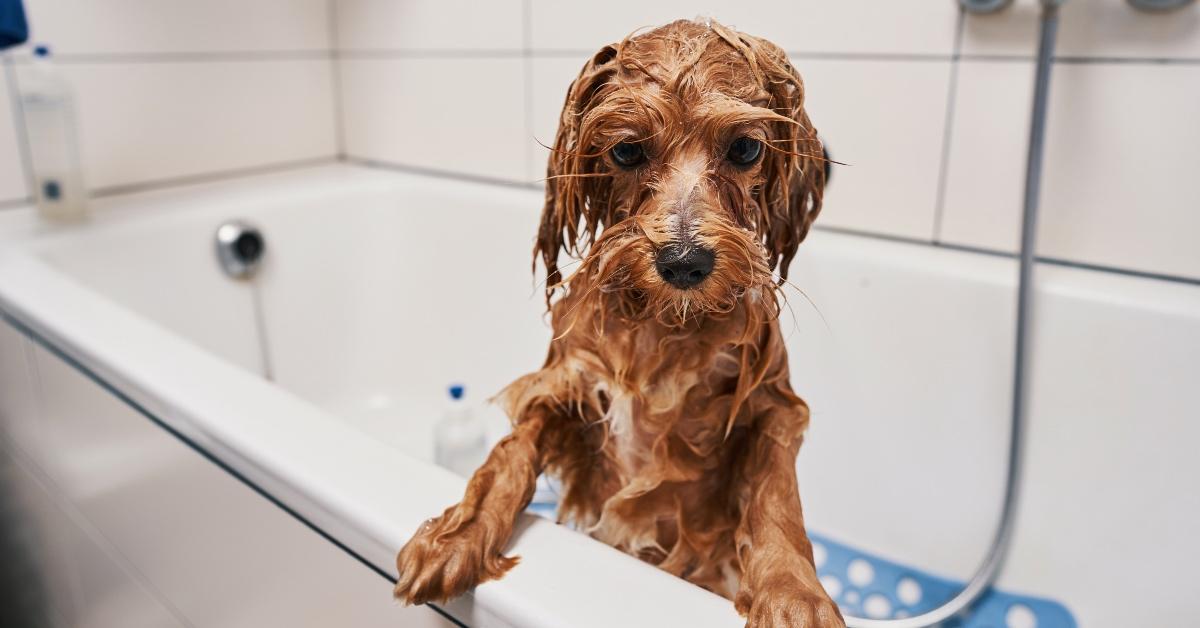 Puppy in a bathtub.