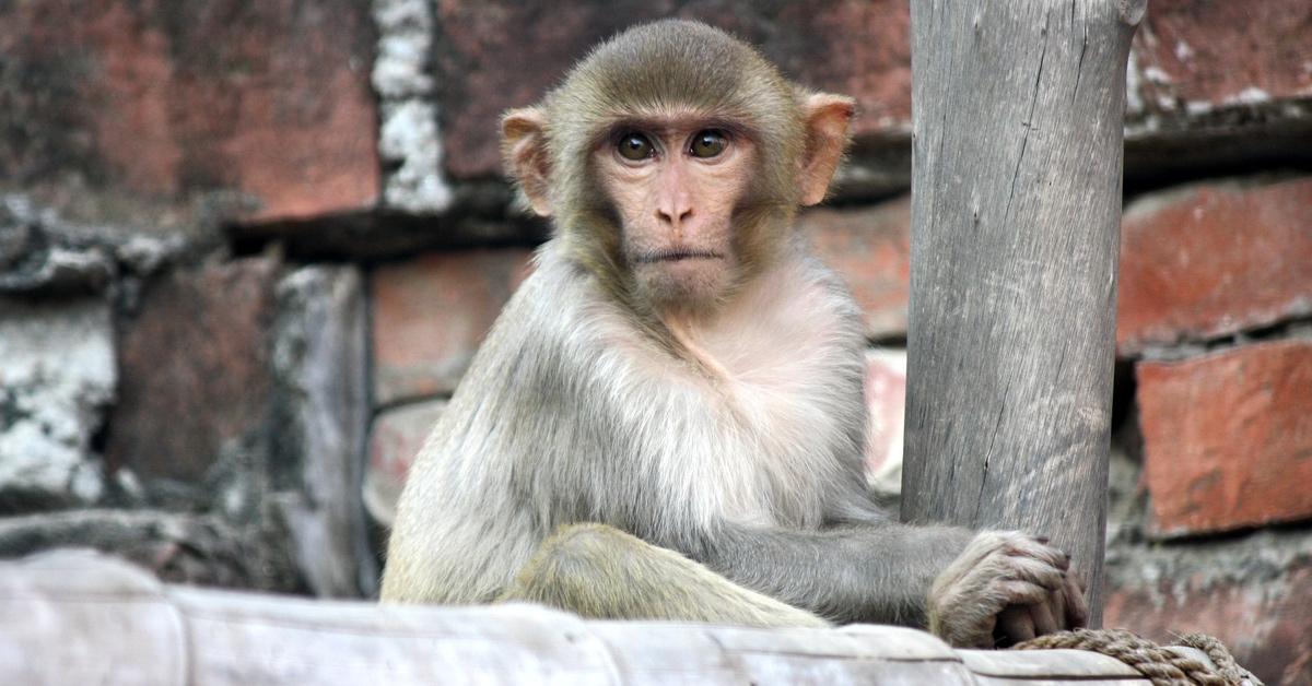 Rhesus macaque sitting on a tree branch