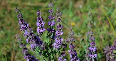 purple pennyroyal plants