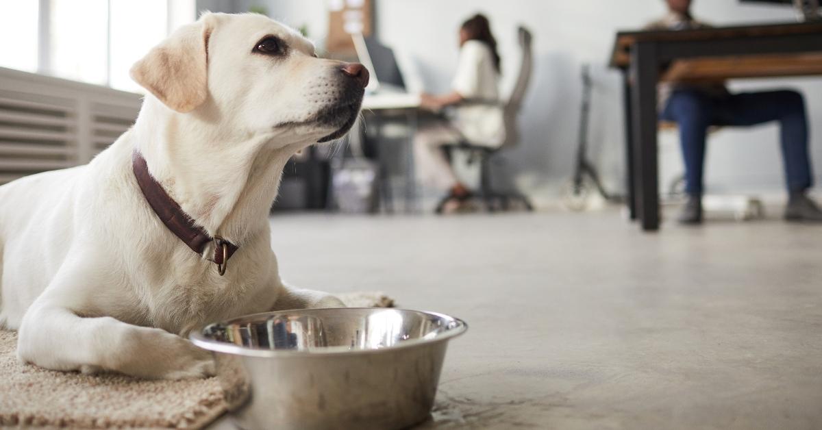 A dog with his empty dish waiting to be fed. 