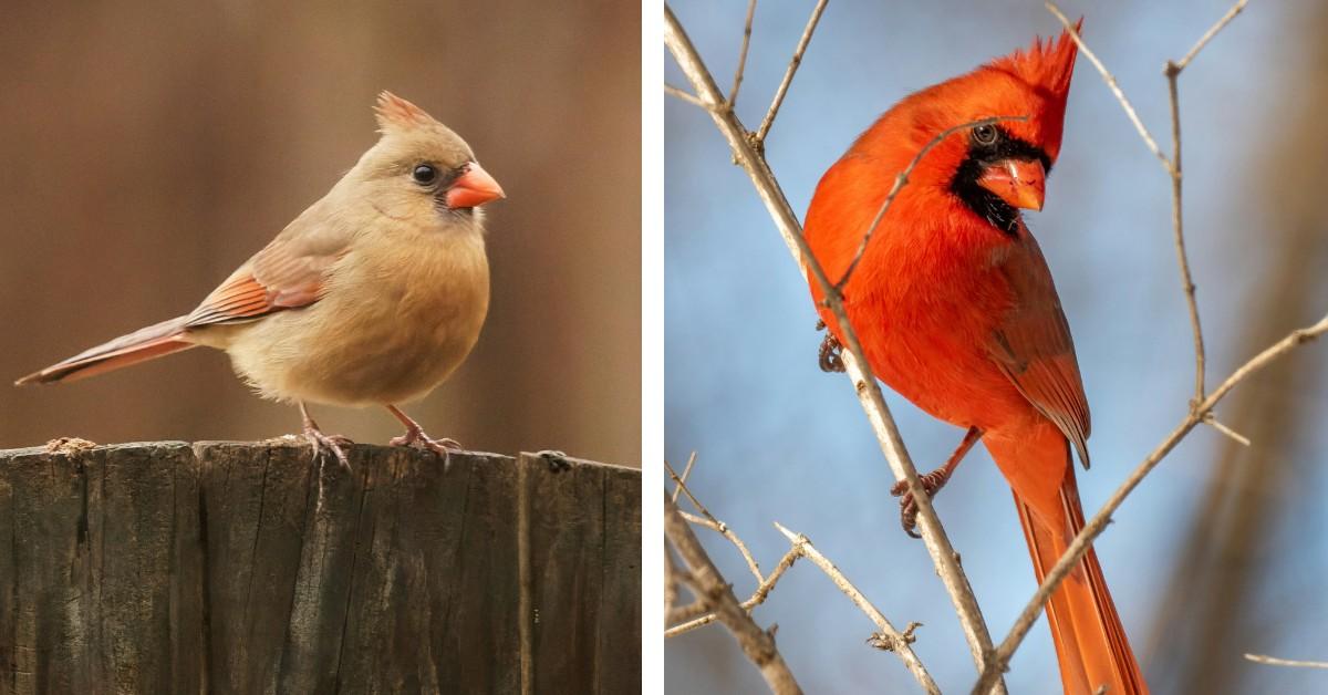 A female cardinal sits on a fence while a male cardinal sits perched on a tig