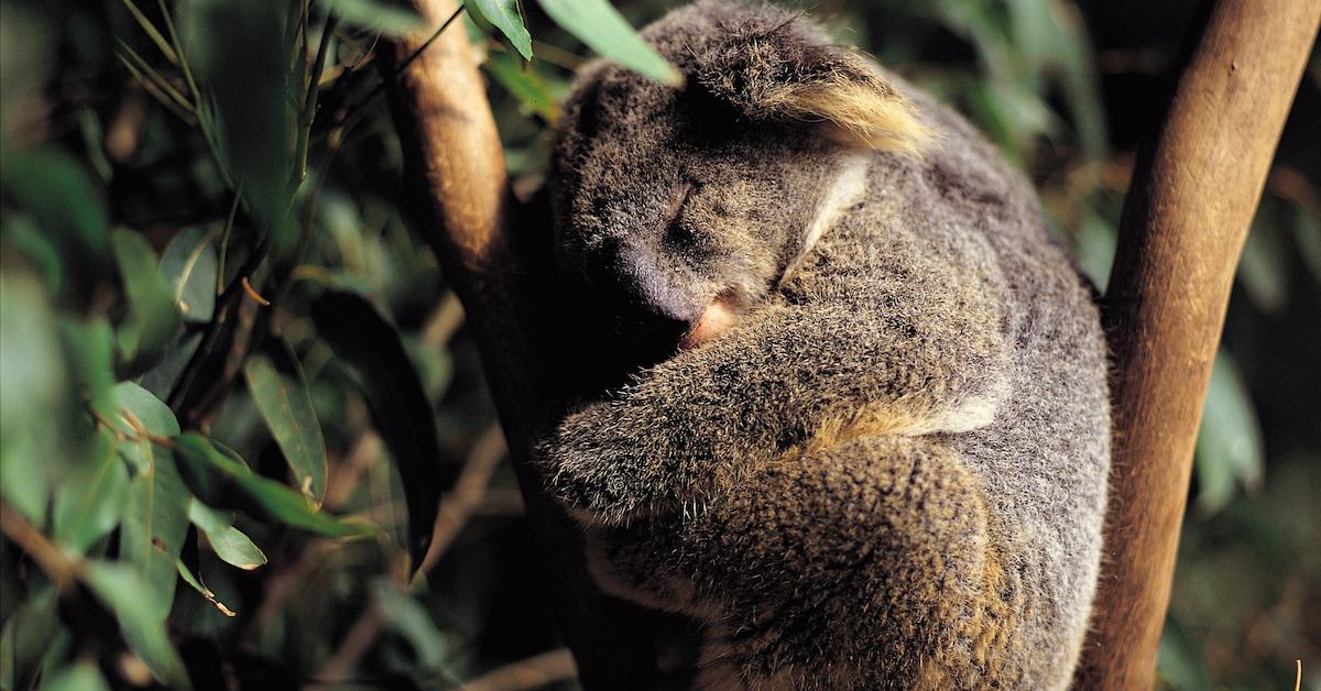 Koalas are endangered now, and climate change is a big reason why