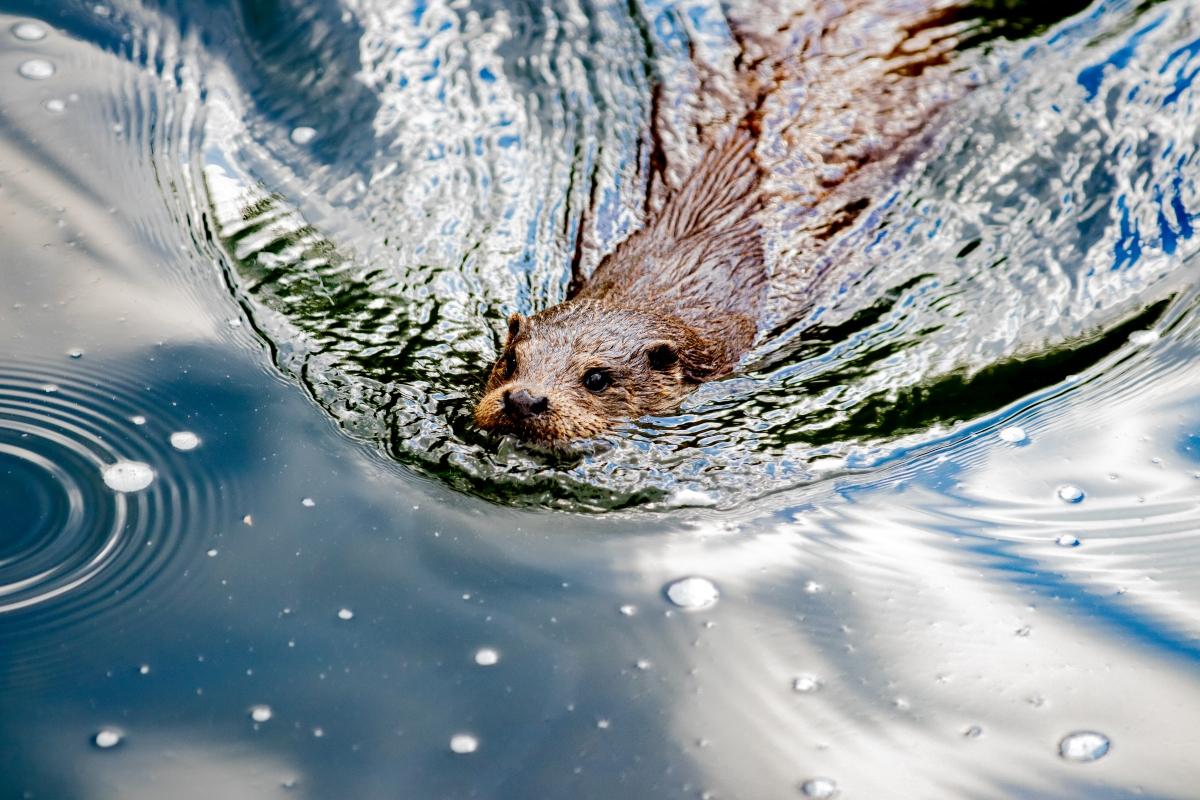 otter swimming facefirst