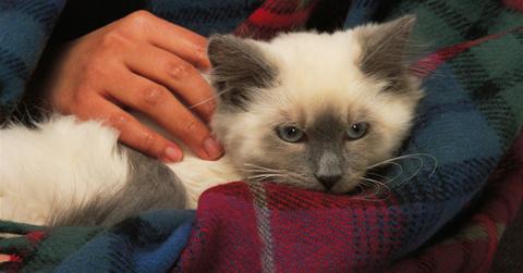 Why is my cat purring?