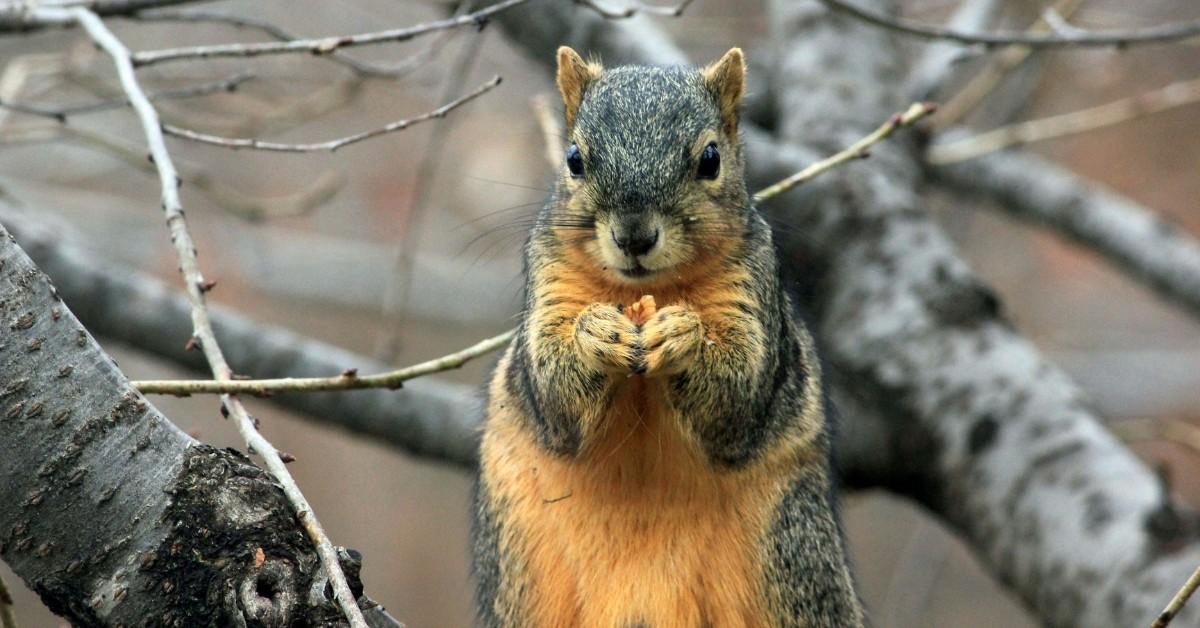 A squirrel faces straight on, holding a nut in their hands as they prepare to eat