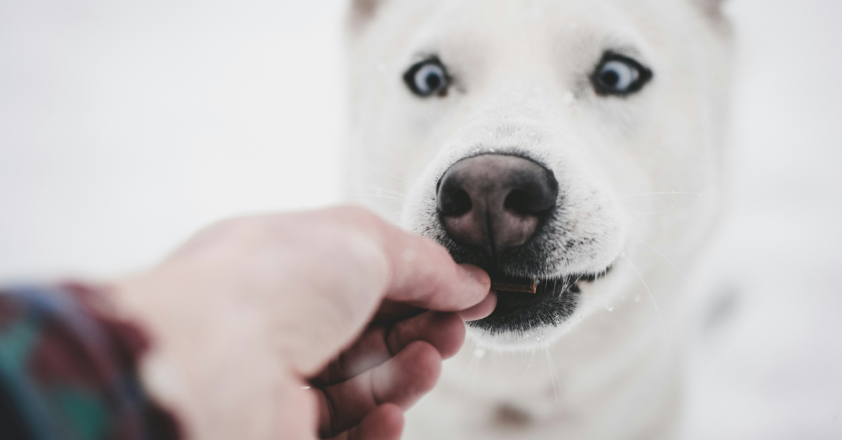 A white dog eats a treat being handfed to him 