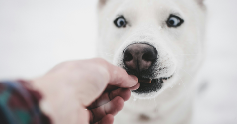 A white dog eats a treat being handfed to him