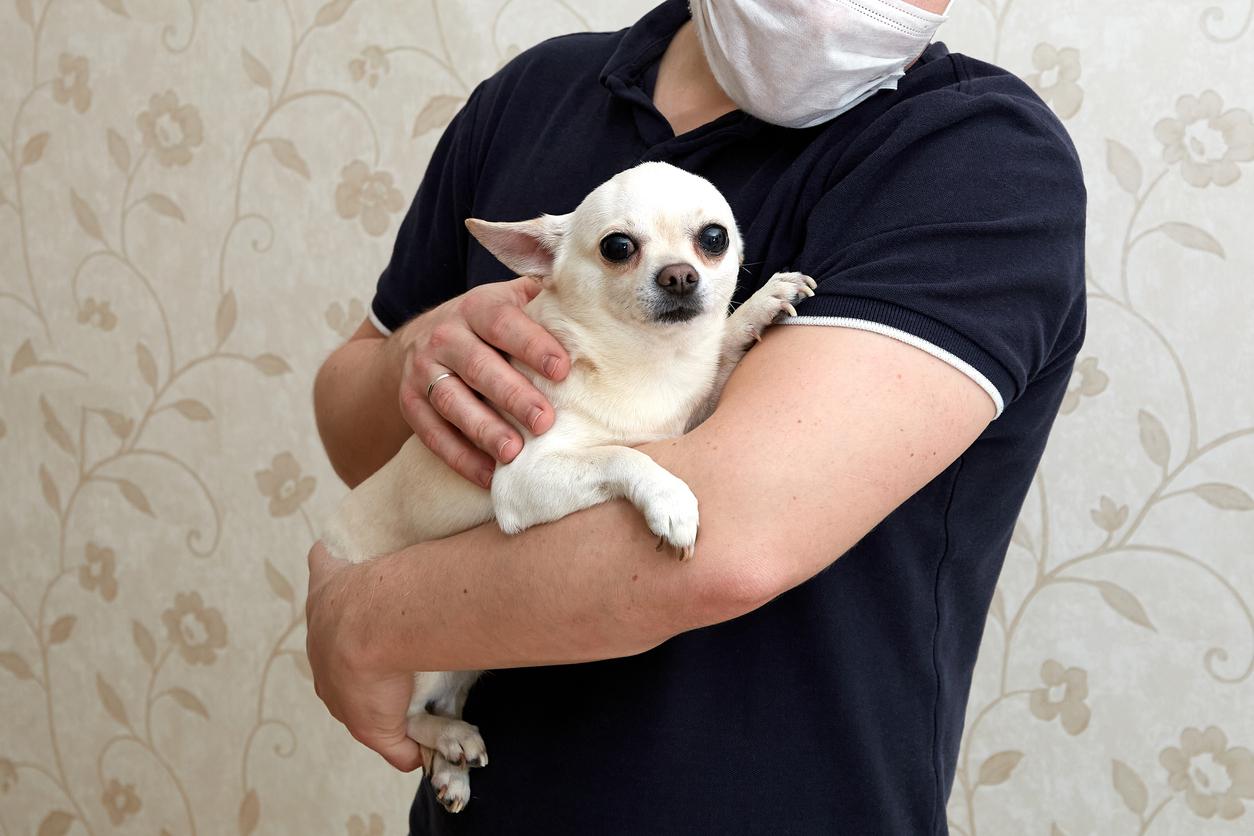 Close up of a white Chihuahua being held in someone's arms.