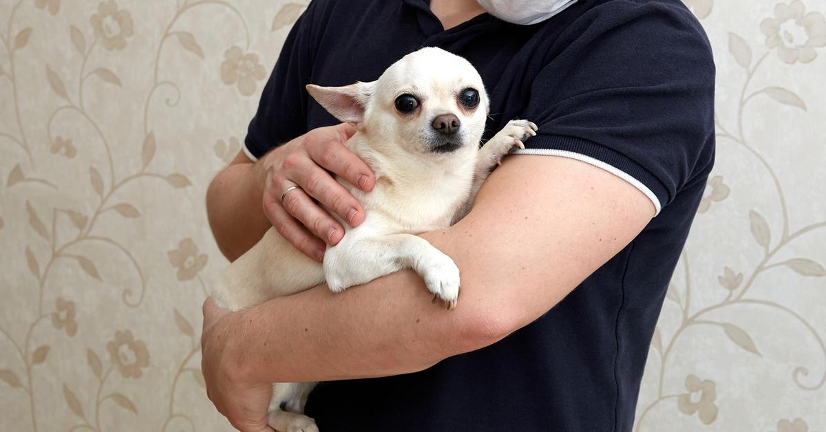 Why Do Chihuahuas Shake? What to Know