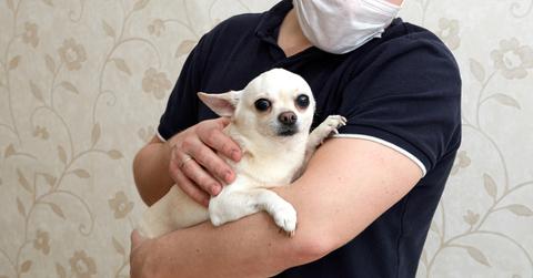 Close up of a white Chihuahua being held in someone's arms.