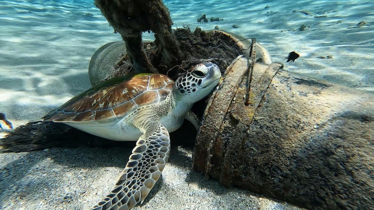 turtle