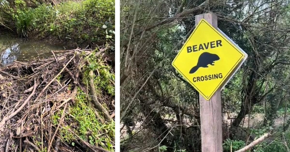 Man visits park where new beavers are being raised