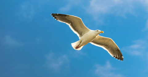 A seagul appears to glow as it flies overhead in the sky