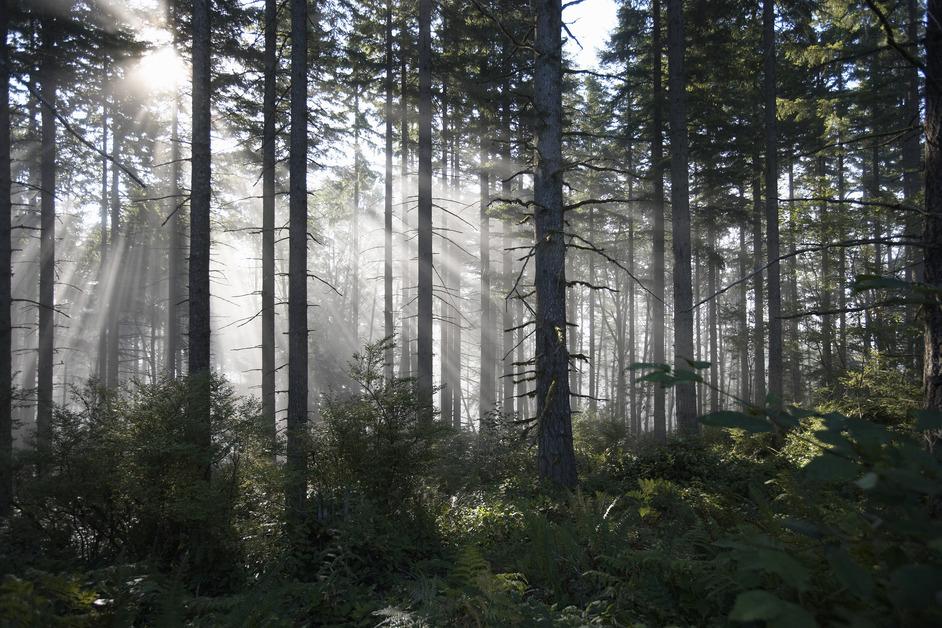 Light shines through trees in a forest.