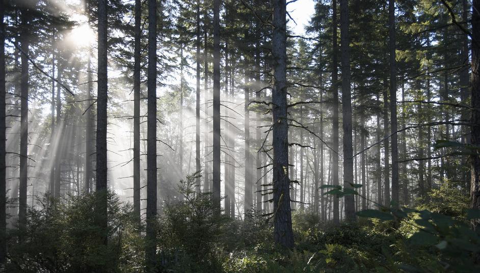 How Do Trees Make Oxygen? Photosynthesis Is Essential