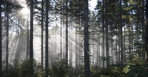 Light shines through trees in a forest.