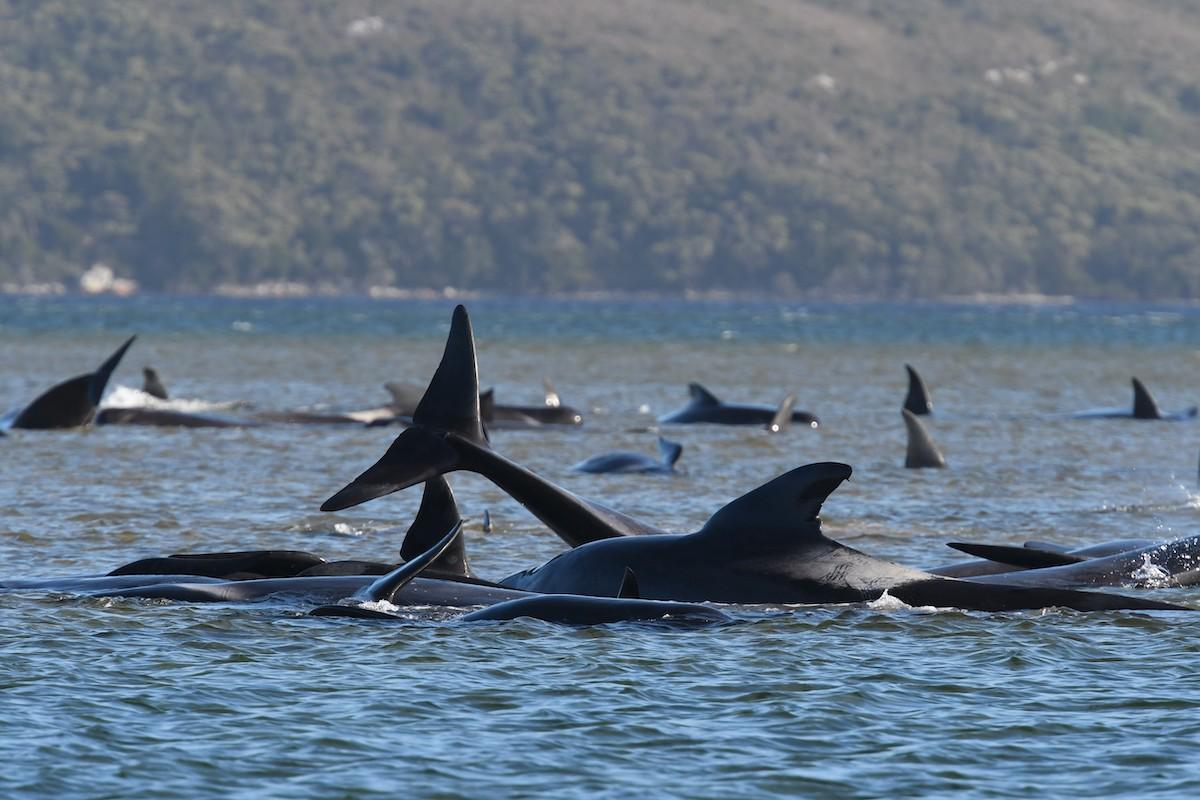 australia whale stranding