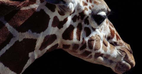 close-up view of a giraffe's head in front of a black background
