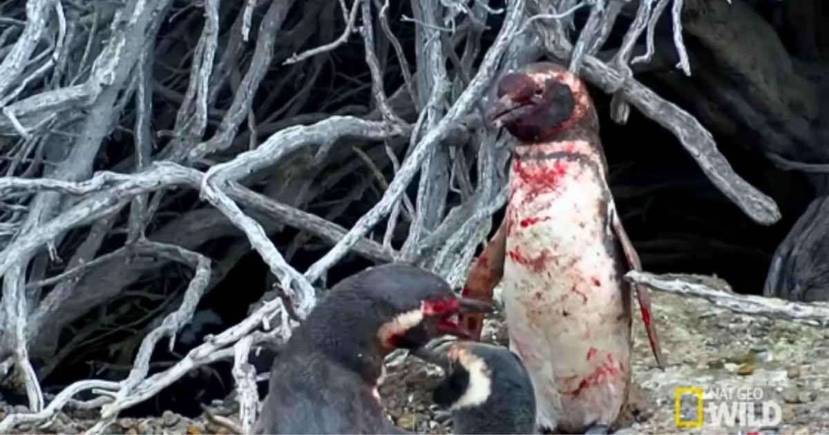 Two penguins fighting a bloody battle. (Cover Image Source: YouTube | @NatGeoAnimals)