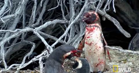 Two penguins fighting a bloody battle. (Cover Image Source: YouTube | @NatGeoAnimals)