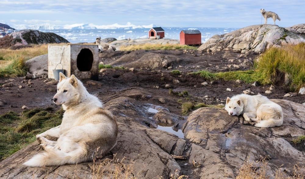 A group of white Greenland Sled Dogs laying outside. 