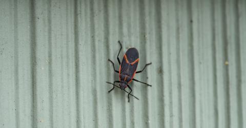 A boxelder at the side of someone's home.