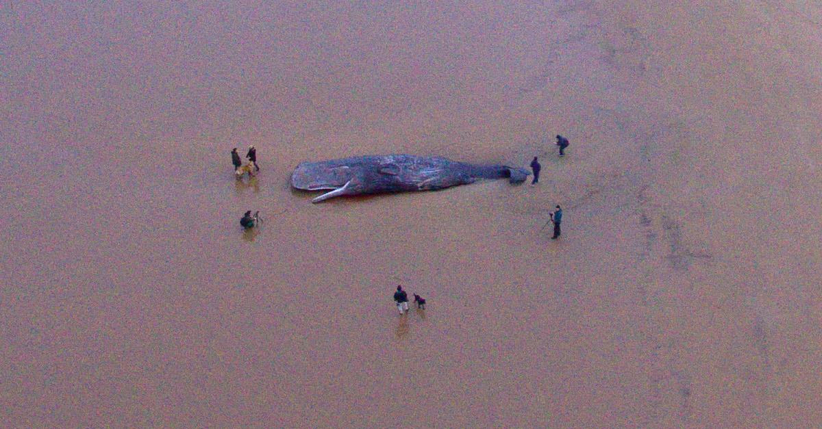 Beached Sperm Whale