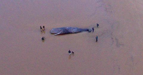 Beached Sperm Whale