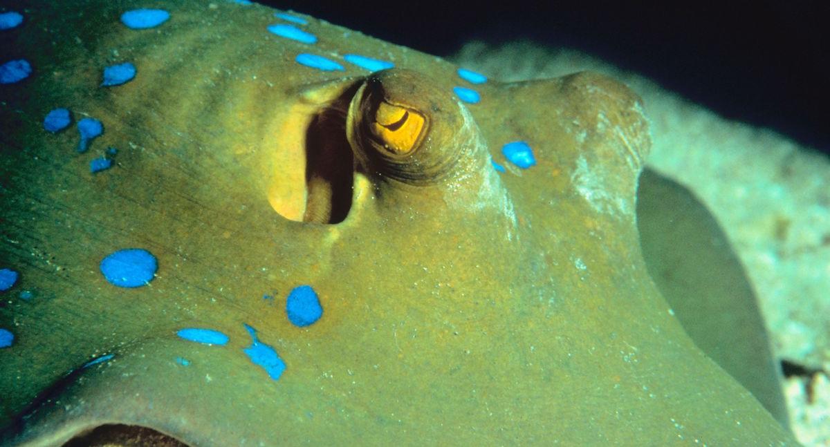 Angry stingray