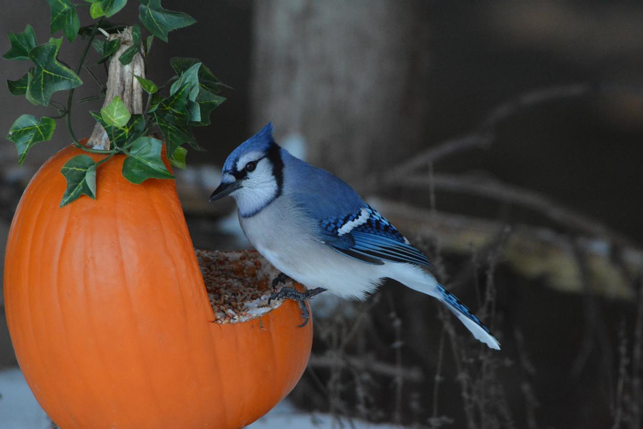 A beautiful Blue Jay perches on the side of a pumpkin, which contains attractive seeds to eat.