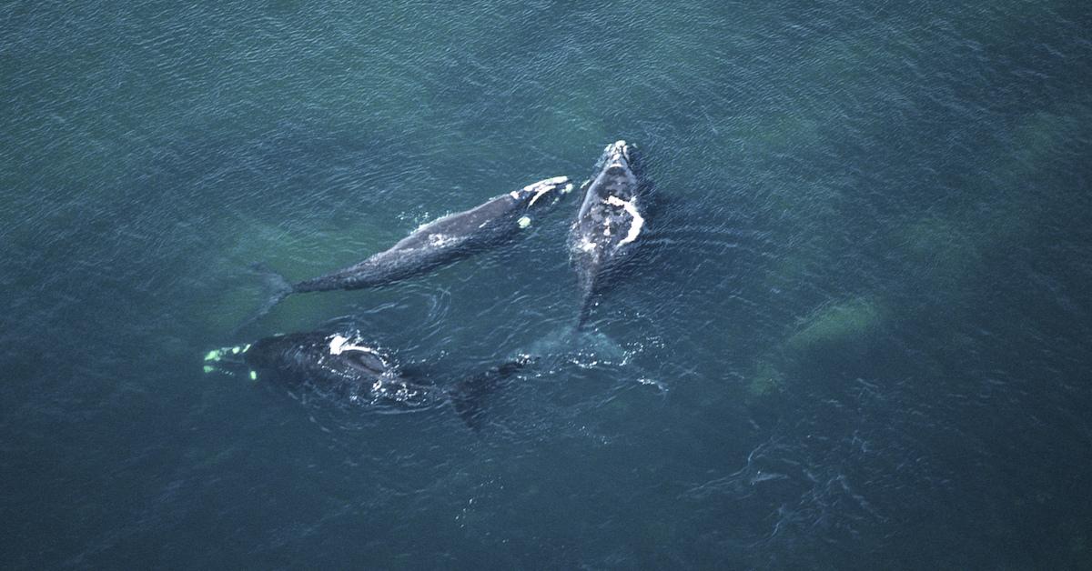 North Atlantic right whale boom