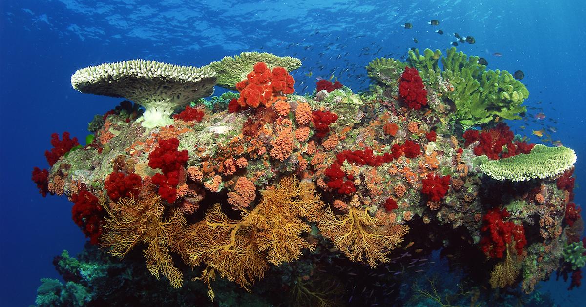 Coral Reefs