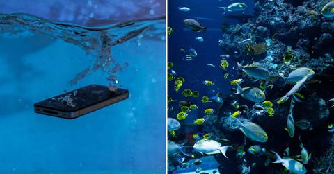 (L) An iPhone falling into the ocean water. (R) Cute yellow and silver fishes swimming inside the ocean. (Representative Cover Image Source: Pexels | (L) Sergey Meshkov, (R) Hung Tran)