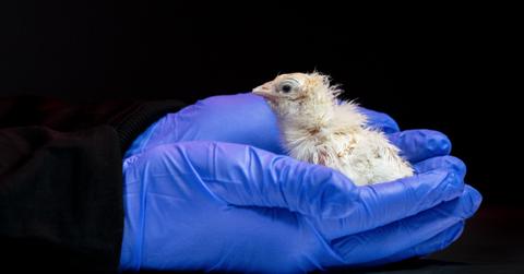 Scientists Just Hatched Healthy Chicks From a Fully Artificial Egg