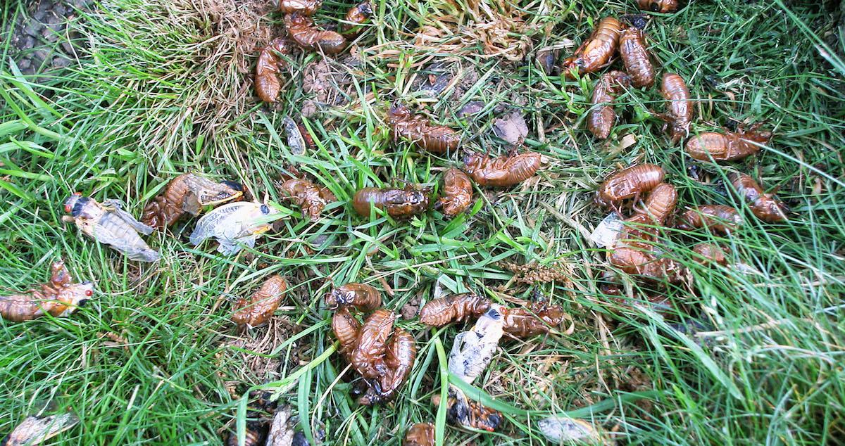 Cicada shells on the ground