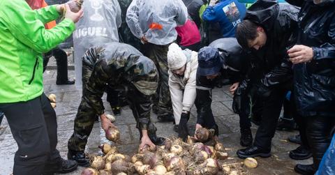 A crowd gathers around a pile of turnips to pick them up on the streets in Piornal, Spain, during Jarramplas Festival